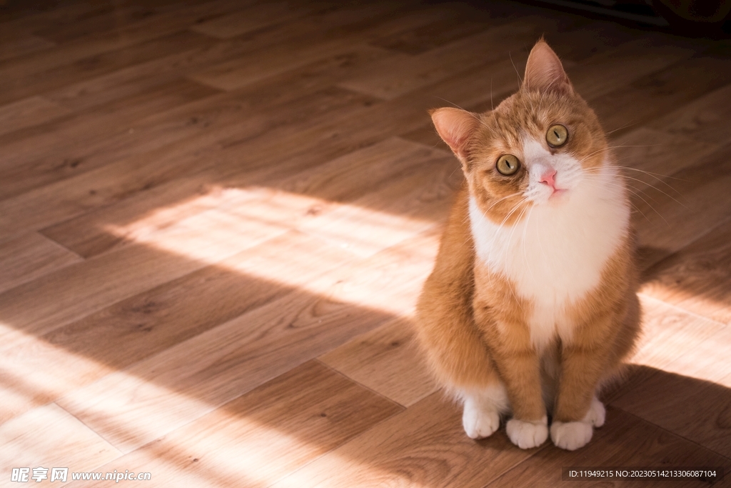 猫 