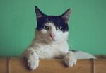 猫 