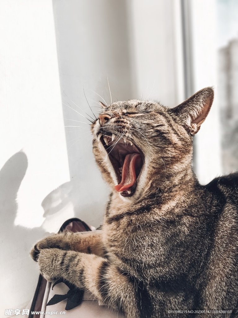 猫
