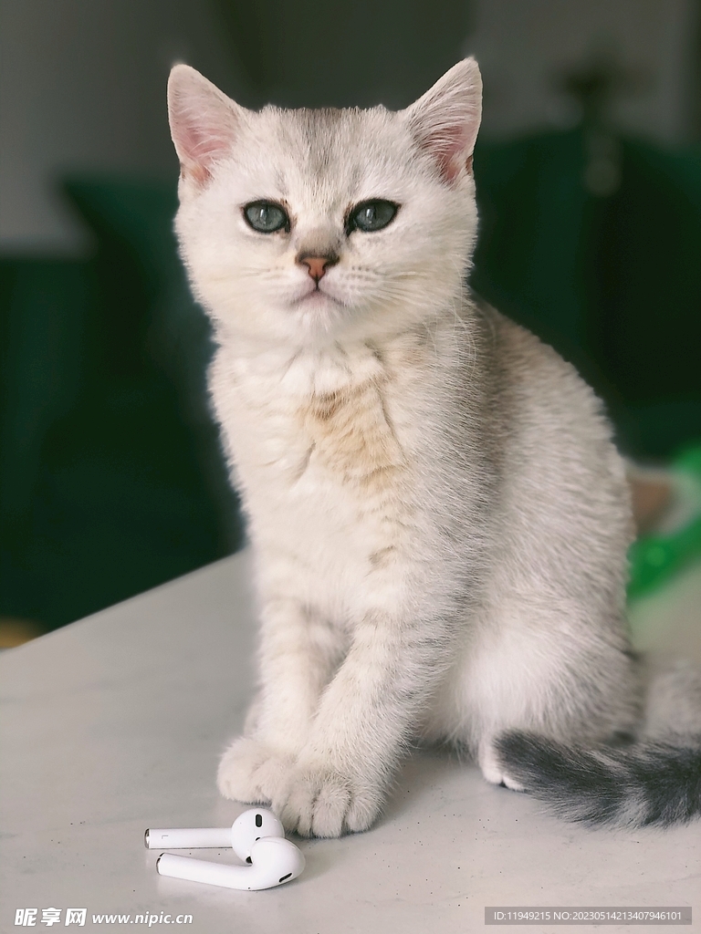 猫 