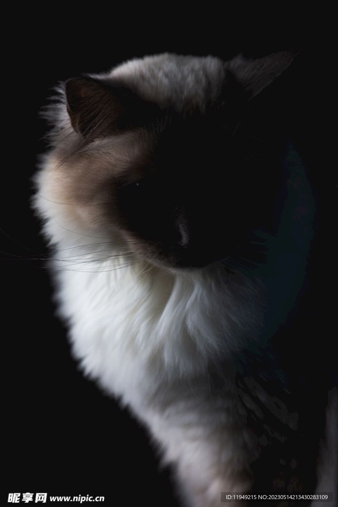 猫