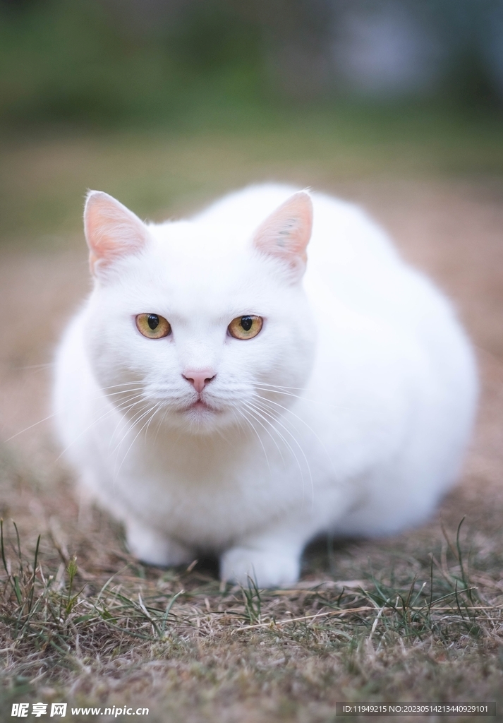 猫 