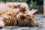 猫 