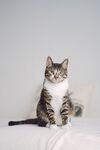 可爱猫咪  