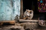 可爱猫咪  