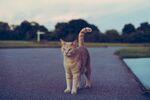 猫 