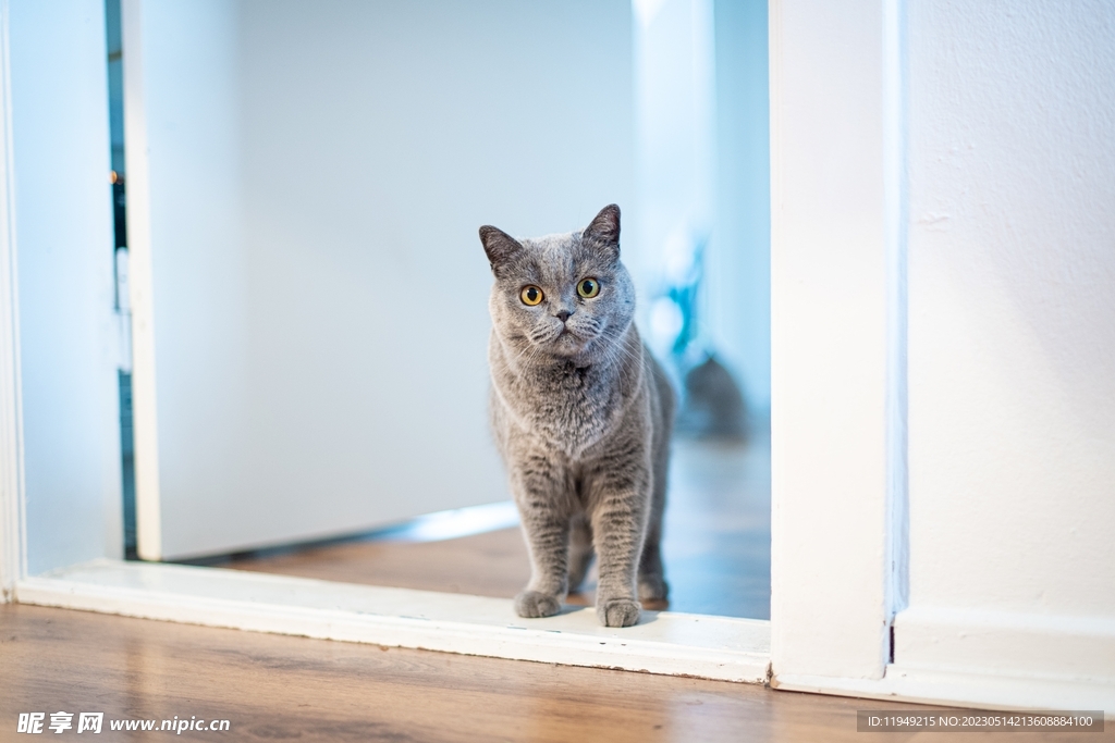 可爱猫咪  