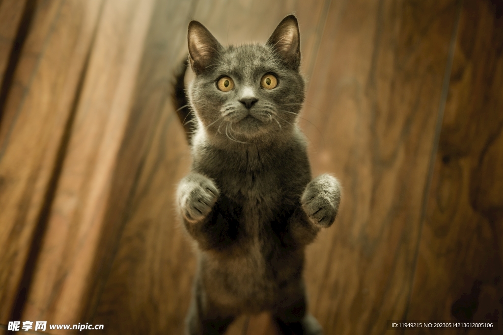 猫 