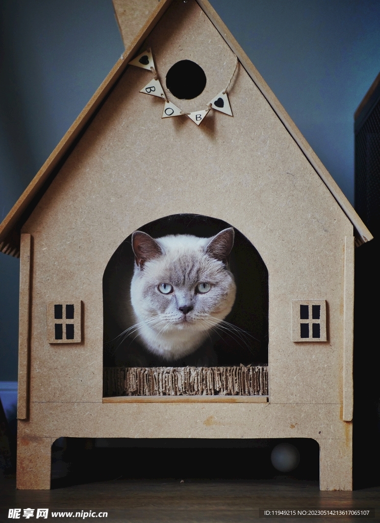 猫 