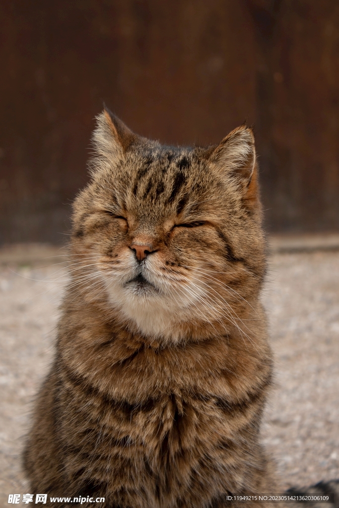 可爱猫咪 