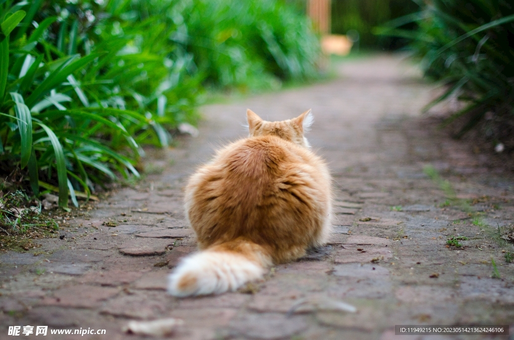 猫咪 