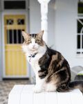猫咪 