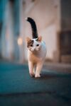 可爱猫咪 