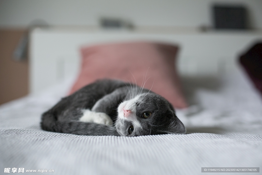 猫咪 