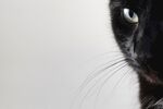 可爱猫咪  