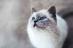 可爱猫咪