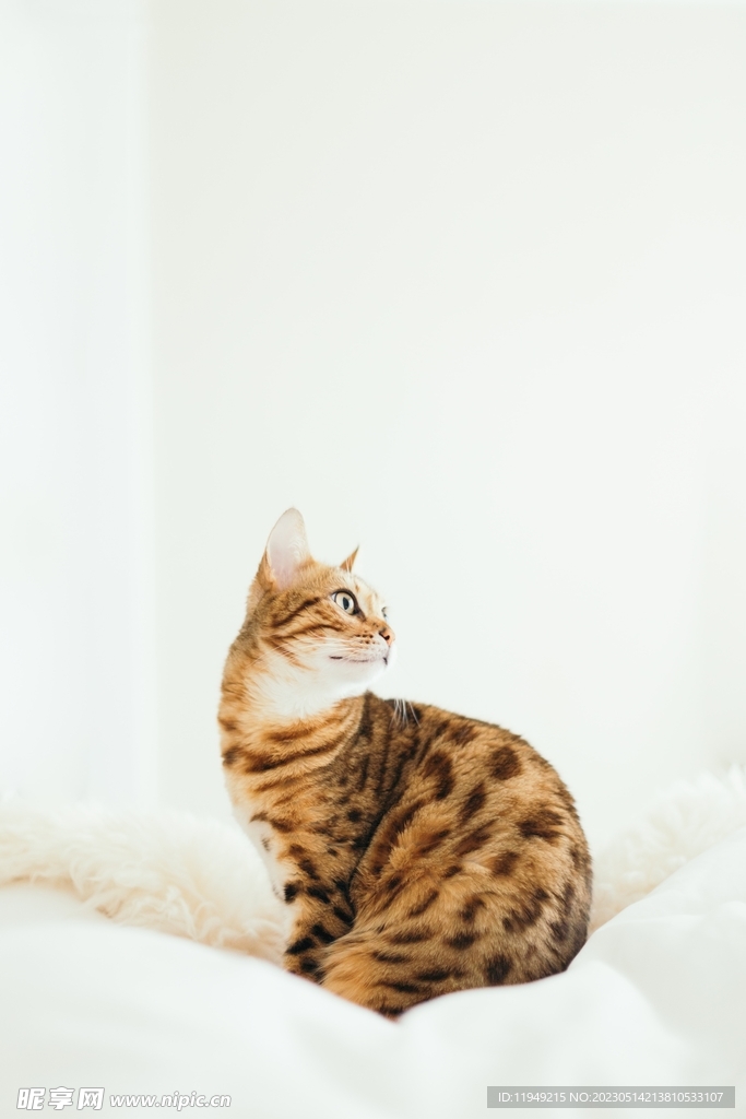 猫 