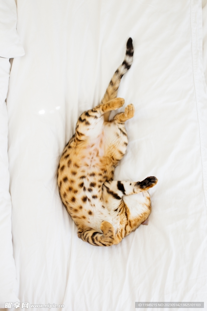 猫 