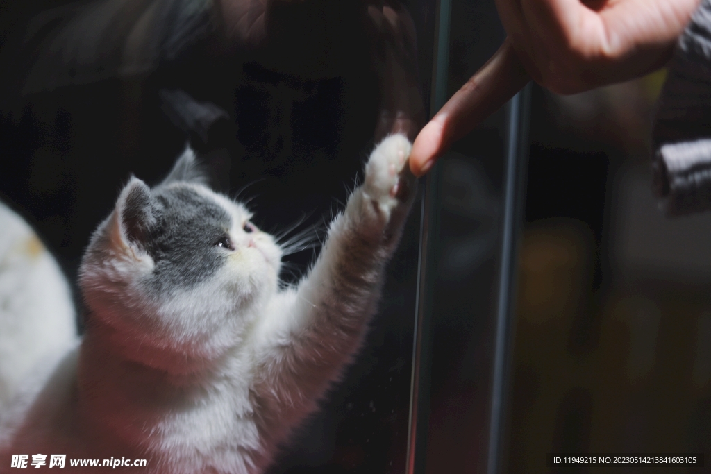 猫 
