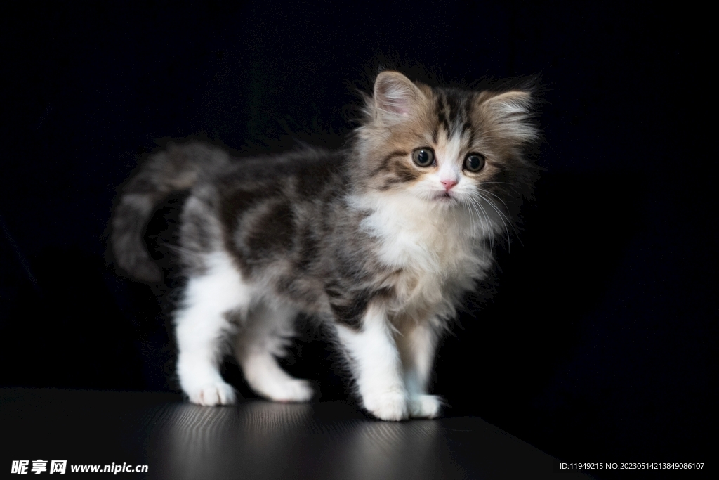小猫