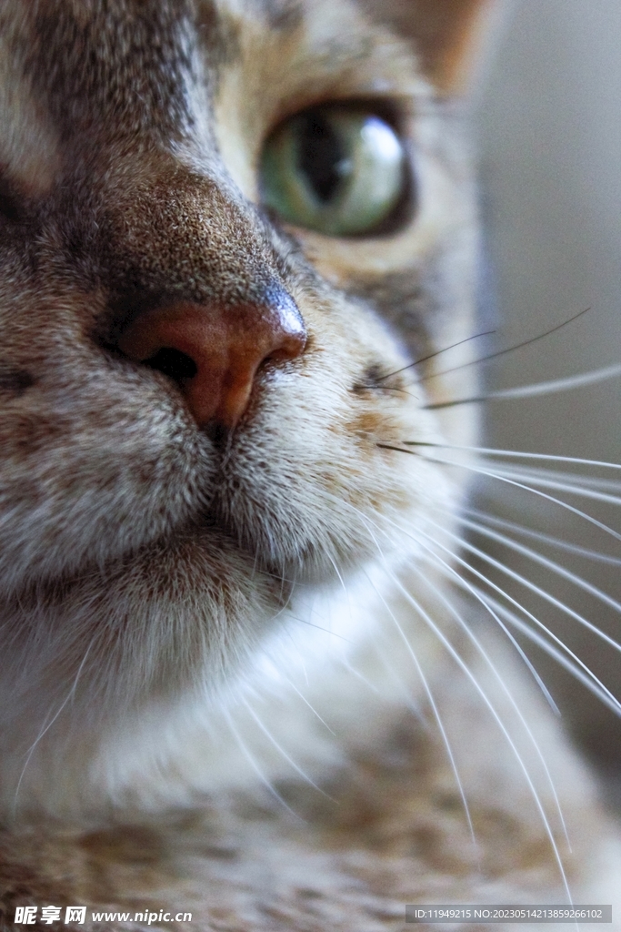 猫 