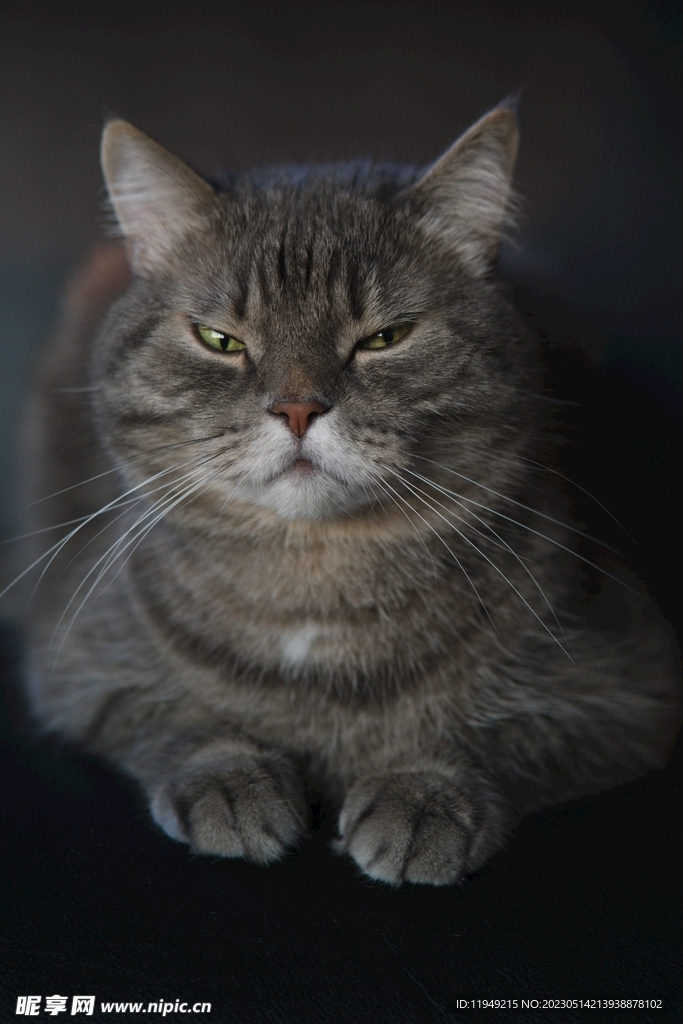 猫 