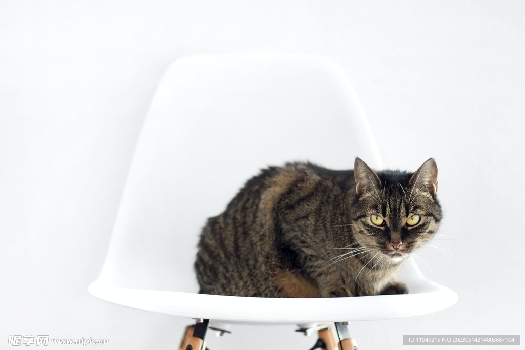 猫 
