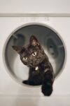 黑猫 