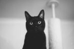 黑猫