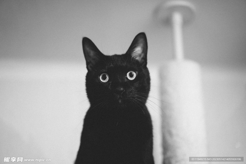 黑猫
