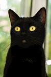 黑猫