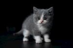 小猫
