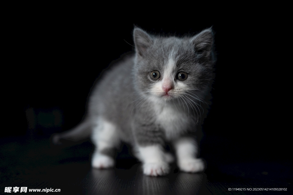 小猫