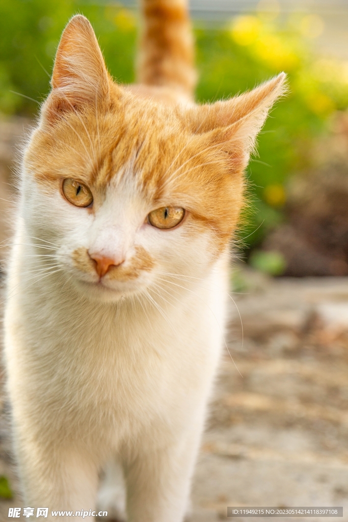 猫