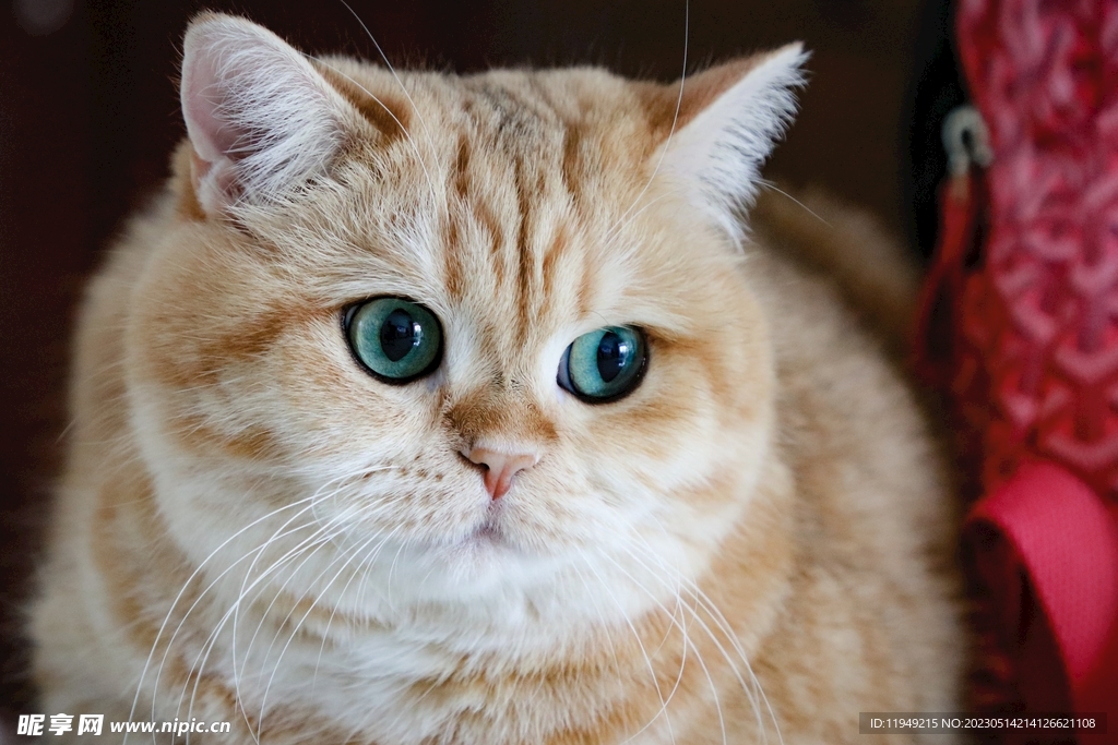 猫 