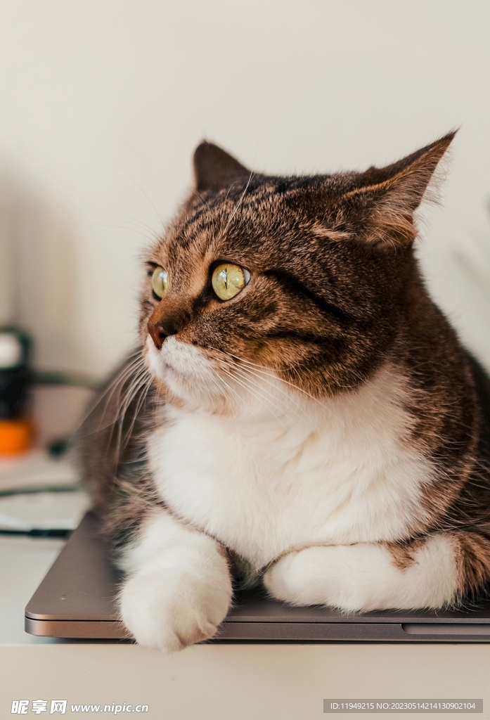 猫 