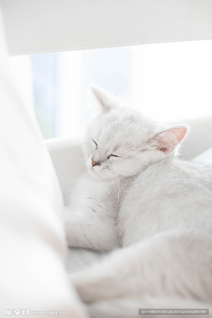 猫 