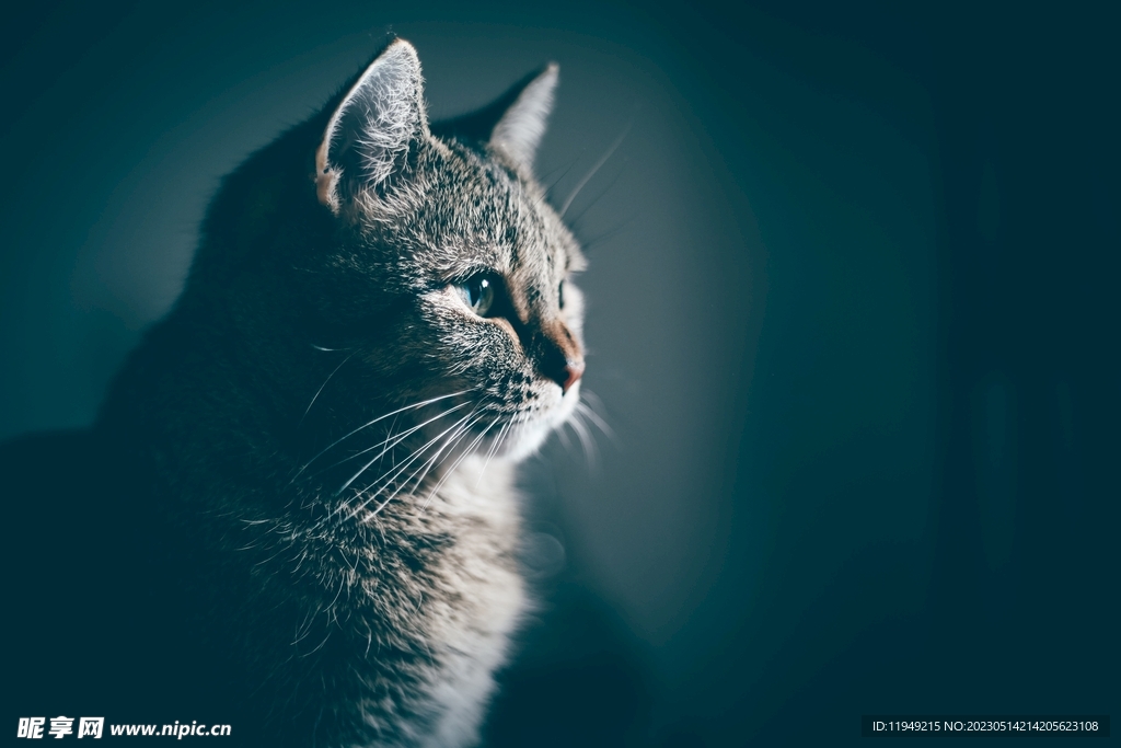 猫 