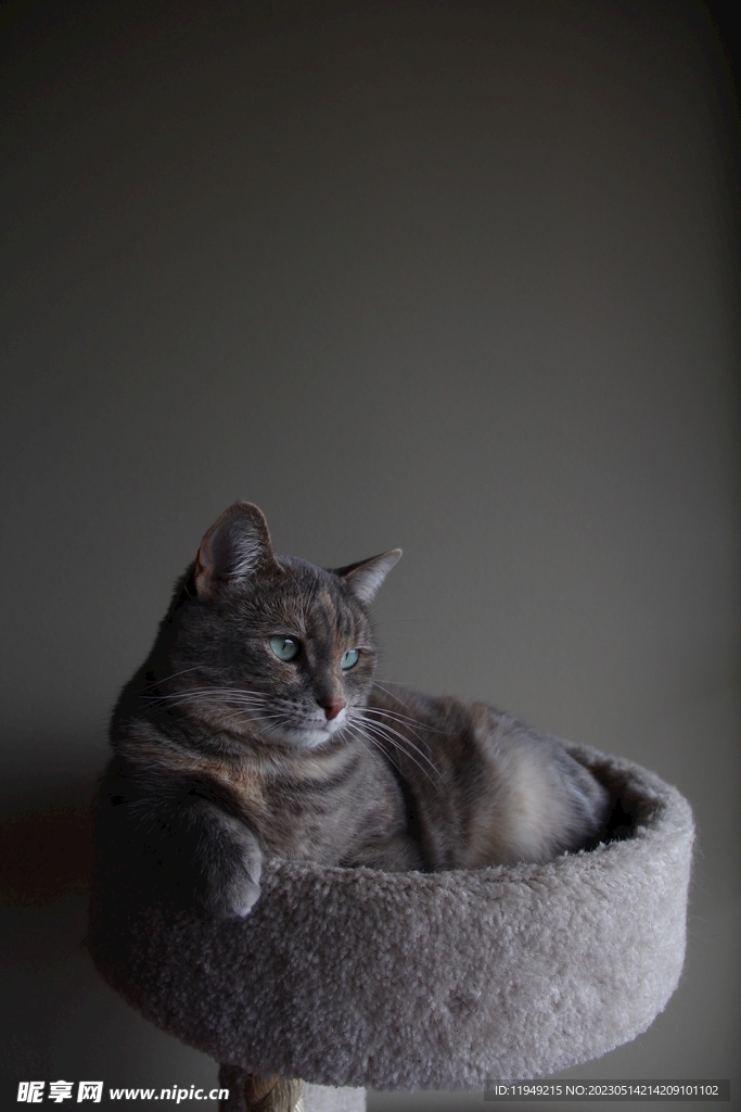 猫 