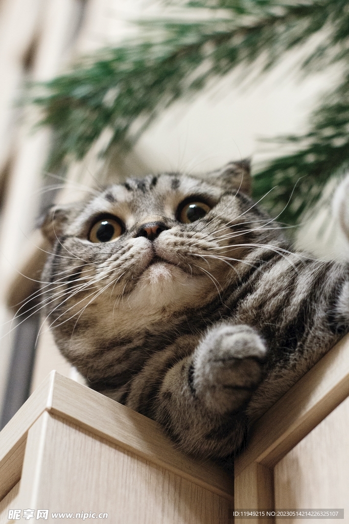 猫
