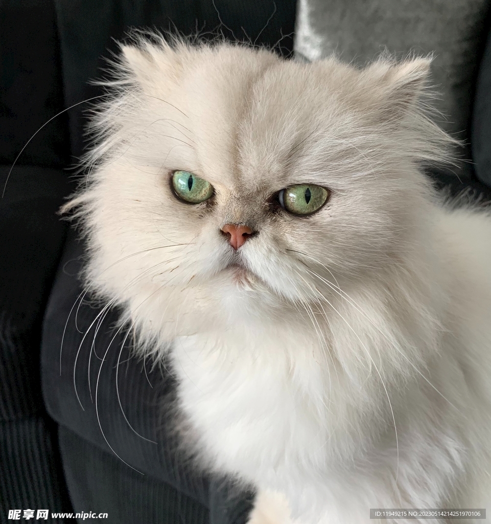 猫 