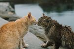 两只猫