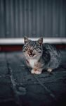 猫咪