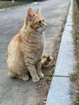 狸花猫