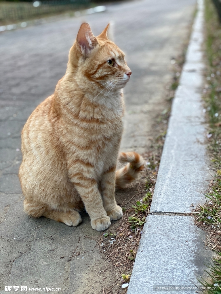 狸花猫