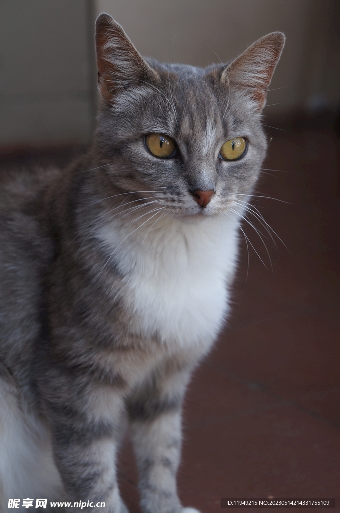 猫