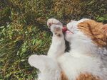 可爱猫咪 