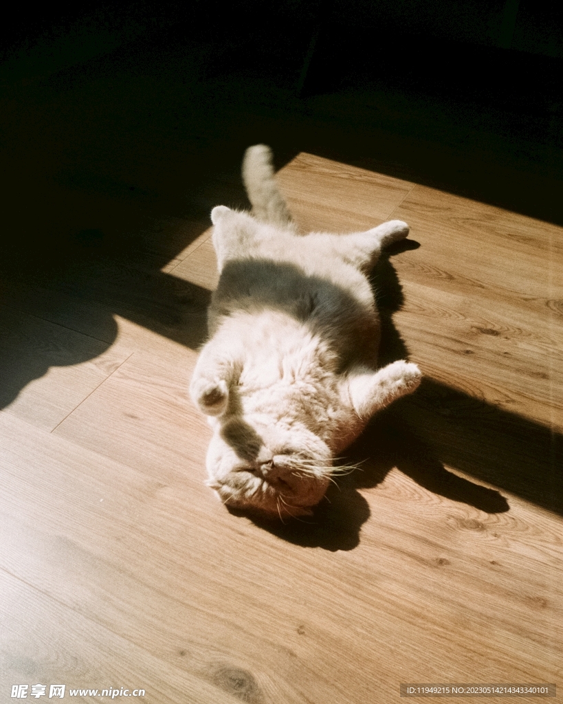 猫 