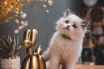 猫 