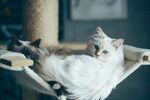 猫 
